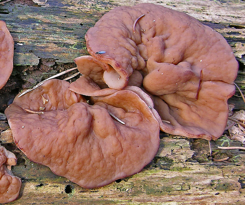 Ritrovamenti  del 21 marzo.